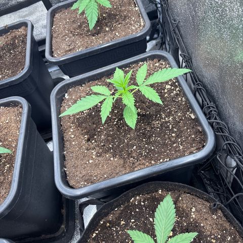 Green gelato growlog timeline photo