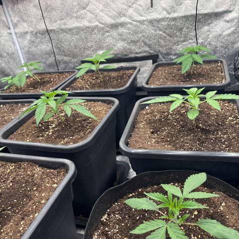 Green gelato growlog timeline photo