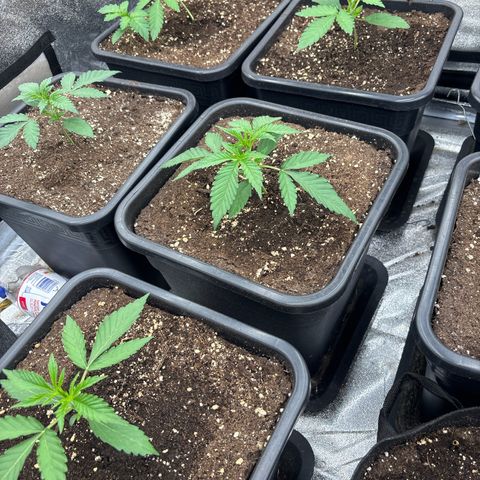 Green gelato growlog timeline photo