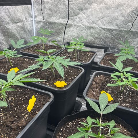 Green gelato growlog timeline photo