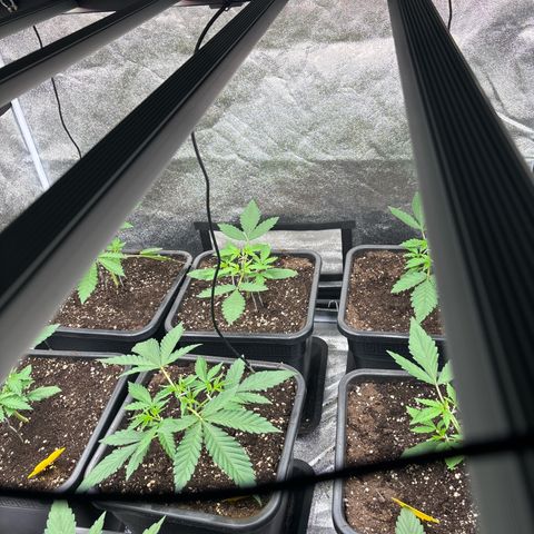 Green gelato growlog timeline photo