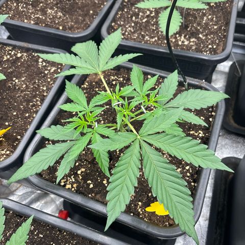 Green gelato growlog timeline photo