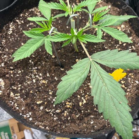 Green gelato growlog timeline photo