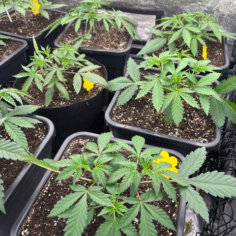 Green gelato growlog timeline photo
