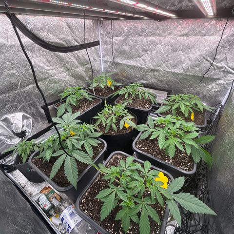 Green gelato growlog timeline photo