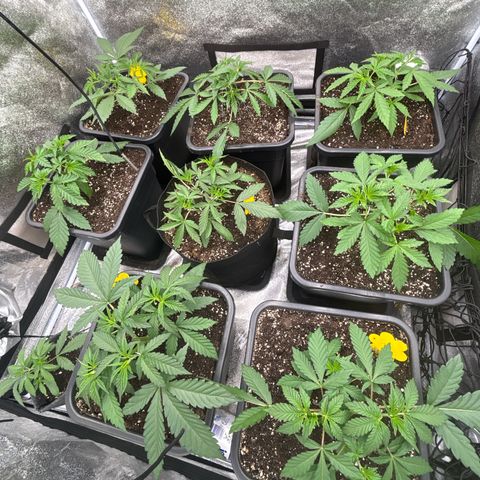 Green gelato growlog timeline photo