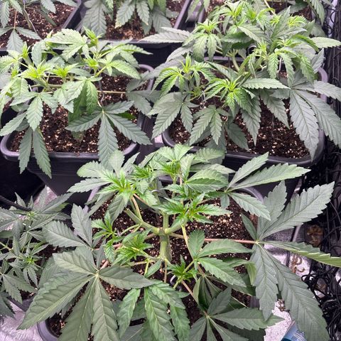 Green gelato growlog timeline photo