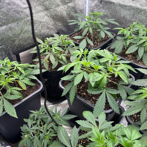 Green gelato growlog timeline photo