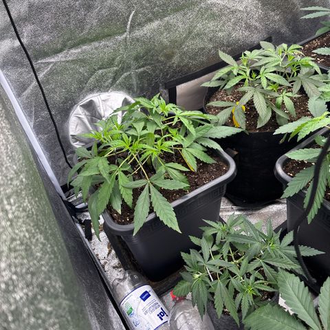 Green gelato growlog timeline photo