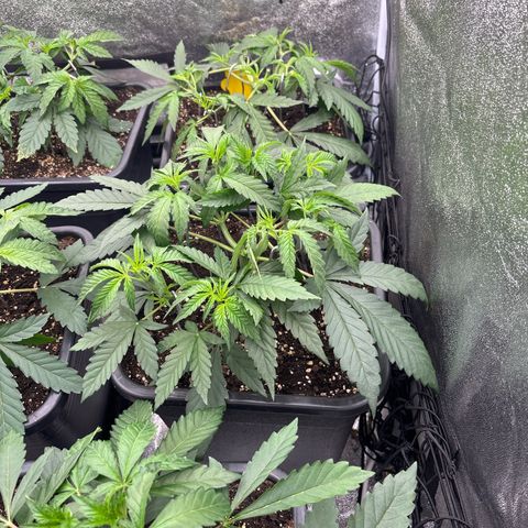 Green gelato growlog timeline photo