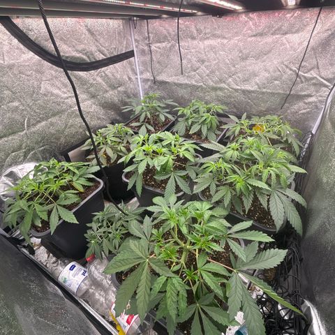 Green gelato growlog timeline photo