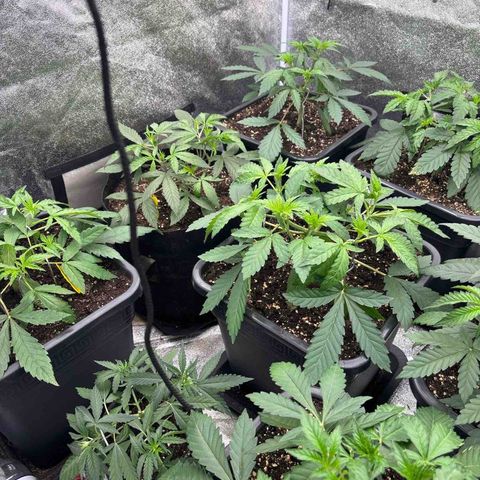 Green gelato growlog timeline photo