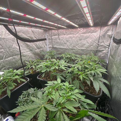 Green gelato growlog timeline photo