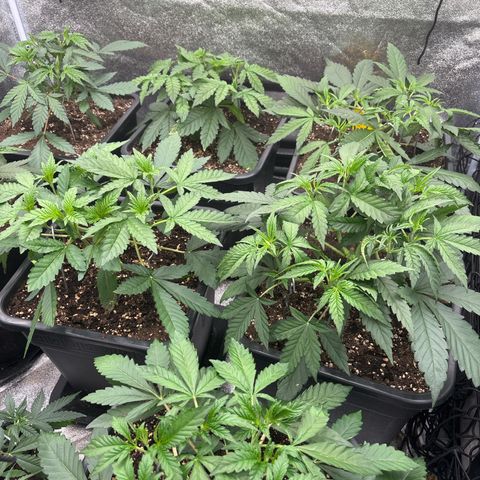 Green gelato growlog timeline photo