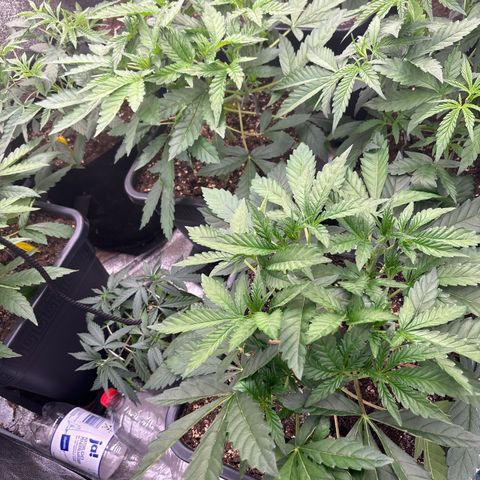 Green gelato growlog timeline photo