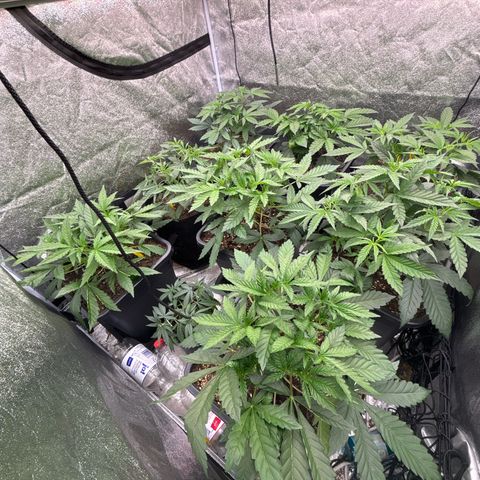 Green gelato growlog timeline photo