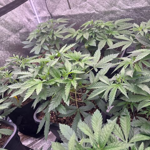 Green gelato growlog timeline photo