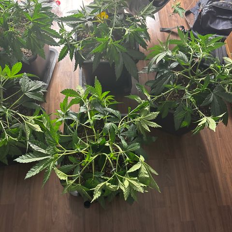 Green gelato growlog timeline photo