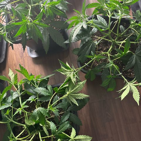 Green gelato growlog timeline photo