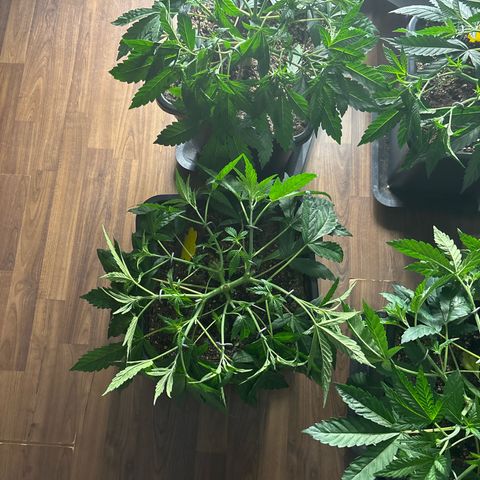 Green gelato growlog timeline photo