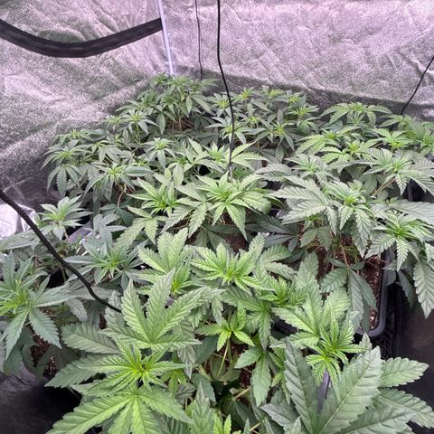 Green gelato growlog timeline photo