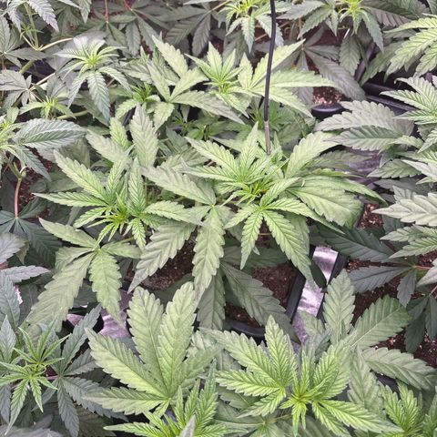 Green gelato growlog timeline photo