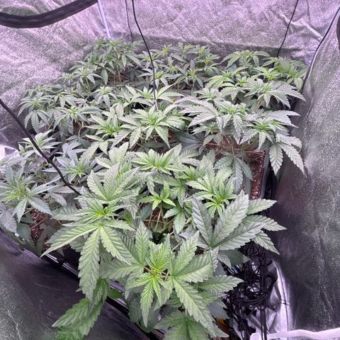 Green gelato growlog timeline photo