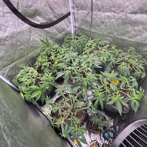 Green gelato growlog timeline photo