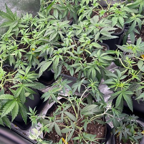 Green gelato growlog timeline photo