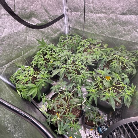 Green gelato growlog timeline photo