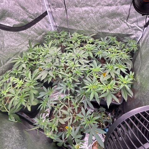 Green gelato growlog timeline photo