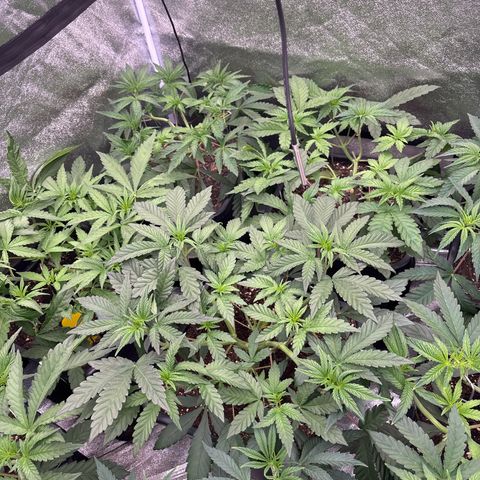 Green gelato growlog timeline photo
