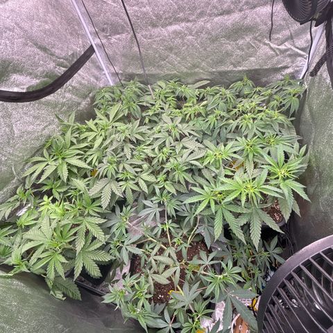Green gelato growlog timeline photo