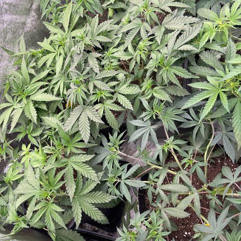 Green gelato growlog timeline photo