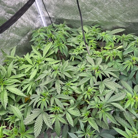 Green gelato growlog timeline photo
