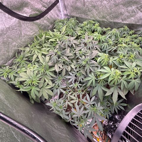 Green gelato growlog timeline photo