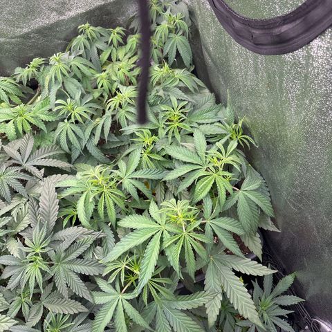 Green gelato growlog timeline photo