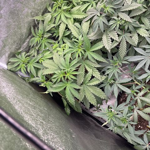 Green gelato growlog timeline photo