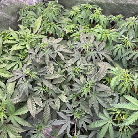 Green gelato growlog timeline photo