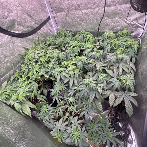 Green gelato growlog timeline photo