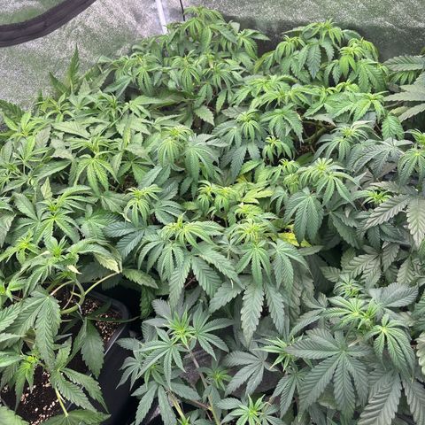 Green gelato growlog timeline photo