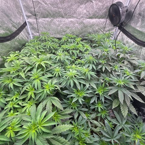 Green gelato growlog timeline photo