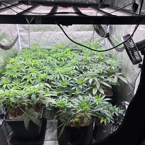 Green gelato growlog timeline photo