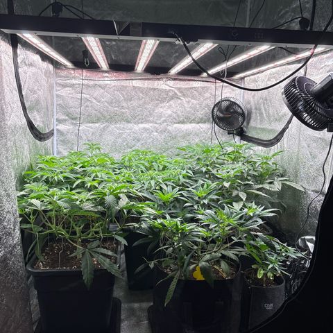 Green gelato growlog timeline photo