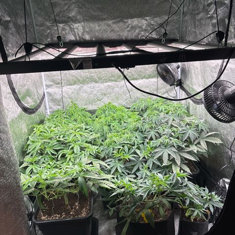 Green gelato growlog timeline photo