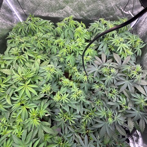 Green gelato growlog timeline photo