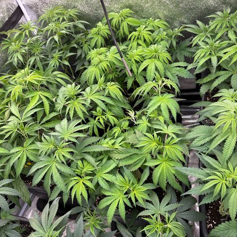 Green gelato growlog timeline photo