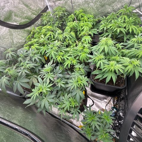 Green gelato growlog timeline photo