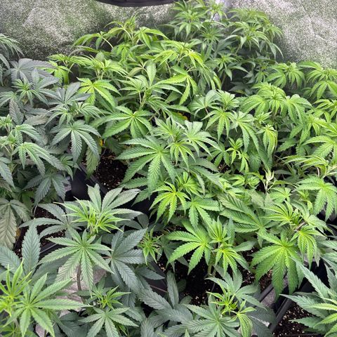Green gelato growlog timeline photo
