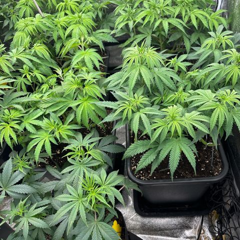 Green gelato growlog timeline photo